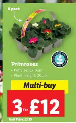 Lidl Primroses offer