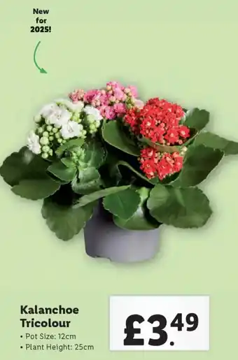 Lidl Kalanchoe Tricolour offer