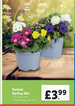 Lidl Potted Spring Mix offer