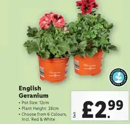 Lidl English Geranium offer