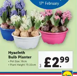 Lidl Hyacinth Bulb Planter offer