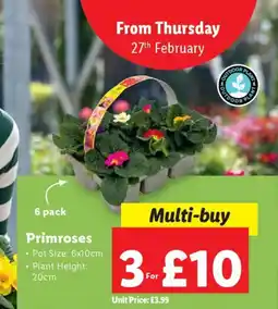 Lidl Primroses offer