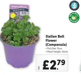 Lidl Italian Bell Flower (Campanula) offer