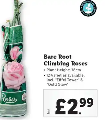 Lidl Bare Root Climbing Roses offer