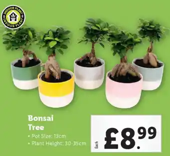 Lidl Bonsai Tree offer