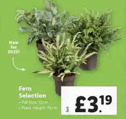 Lidl Fern Selection offer