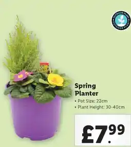 Lidl Spring Planter offer