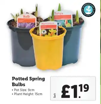 Lidl Potted Spring Bulbs offer