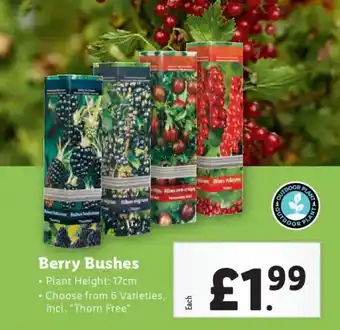 Lidl Berry Bushes offer