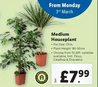 Lidl Medium Houseplant offer