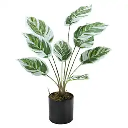 Tesco Living and Home Potted Fake Plants Artificial Calathea White Fusion offer