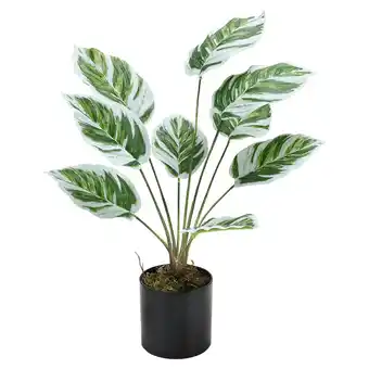 Tesco Living and Home Potted Fake Plants Artificial Calathea White Fusion offer