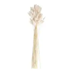 Tesco White Bunny Tail Grass - Pack of 20 offer