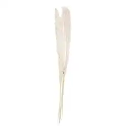 Tesco Bleached Pampas Grass - Pack of 5 offer