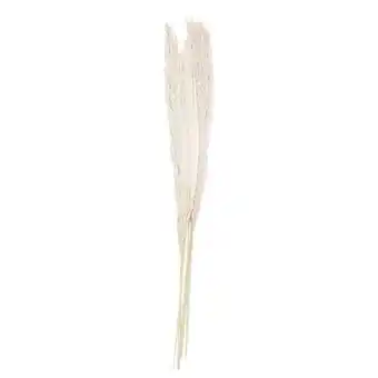 Tesco Bleached Pampas Grass - Pack of 5 offer