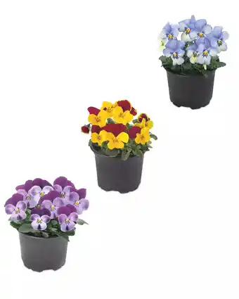 Aldi Polyanthus/Viola Bowl offer