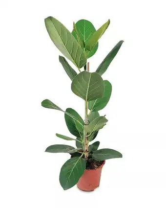 Aldi Large House Plant offer