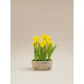 Asda George Home Grey Artificial Daffodils In Cement Trough offer