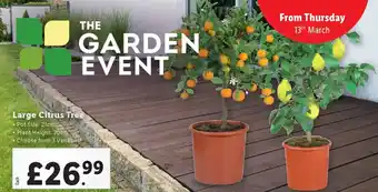 Lidl Large Citrus Tree offer