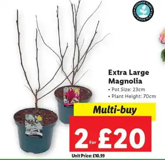 Lidl Extra Large Magnolia offer