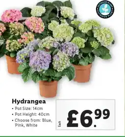 Lidl Hydrangea offer