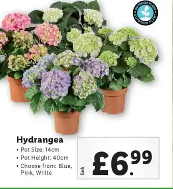 Lidl Hydrangea offer