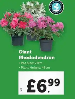 Lidl Giant Rhododendron offer