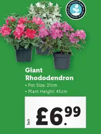 Lidl Giant Rhododendron offer