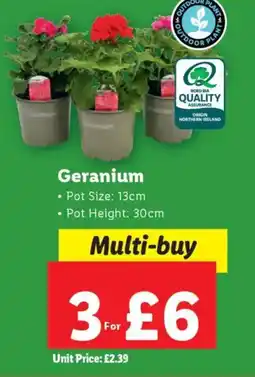 Lidl Geranium offer