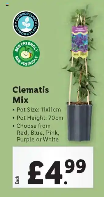 Lidl Clematis Mix offer