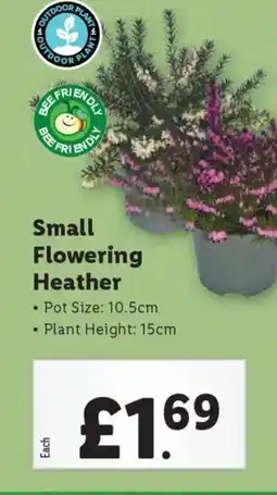 Lidl Small Flowering Heather offer