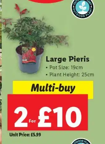 Lidl Large Pieris offer