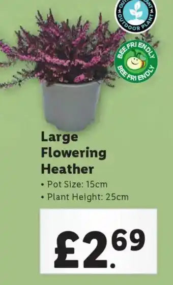 Lidl Large Flowering Heather offer