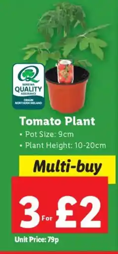 Lidl Tomato Plant offer