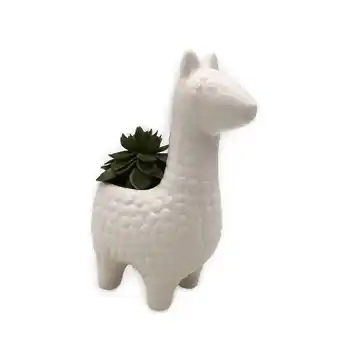 Morrisons Nutmeg Home Llama Mini Succulent offer