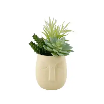 Morrisons Nutmeg Home Succulent In Ceramic Pot offer