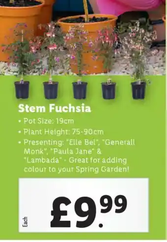 Lidl Stem Fuchsia offer