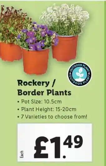 Lidl Rockery / Border Plants offer