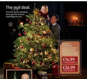Aldi Nordman Fir Christmas Tree offer