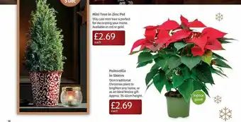 Aldi Mini Tree In Zinc Pot Poinsettia In Sleeve offer