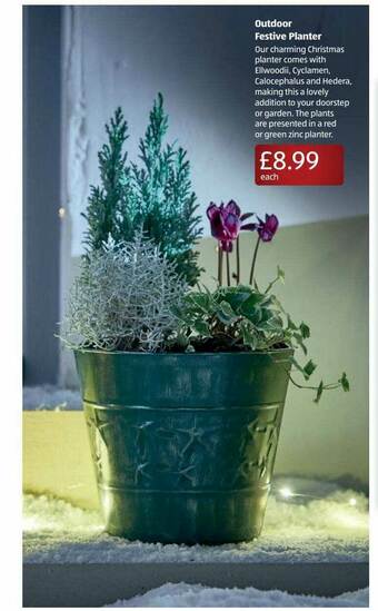 Aldi Outdoor Festive Planter offer
