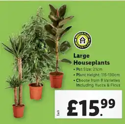 Lidl Large Houseplants offer