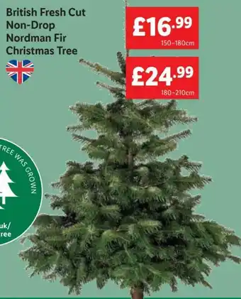 Lidl British Fresh Cut Non-Drop Nordman Fir Christmas Tree 150-180cm offer