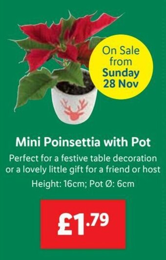 Lidl Mini Poinsettia with Pot offer
