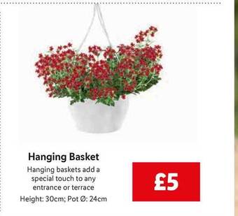 Lidl Hanging Basket offer