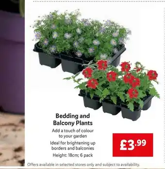 Lidl Bedding And Balcony Plants offer
