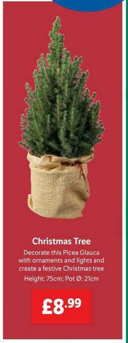 Lidl Christmas Tree offer