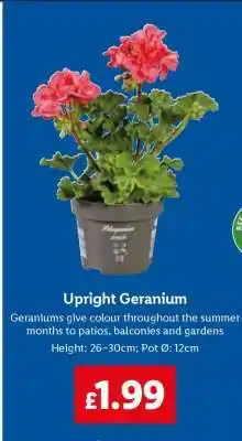 Lidl Upright Geranium offer