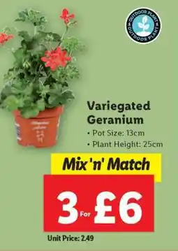 Lidl Variegated Geranium offer