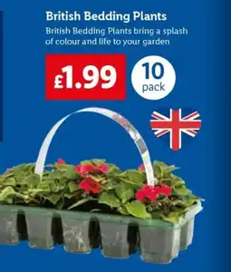 Lidl British Bedding Plants offer